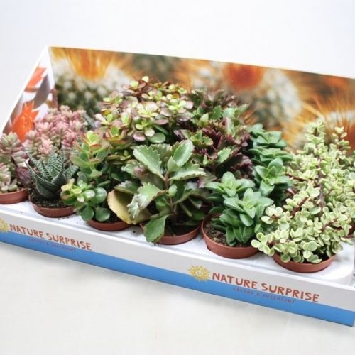 Succulenten mix