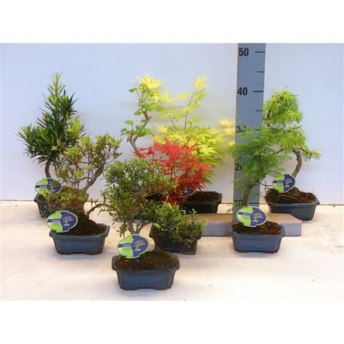 Bonsai mix 15 cm outdoor a