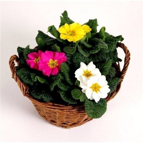 Primula acaulis mix