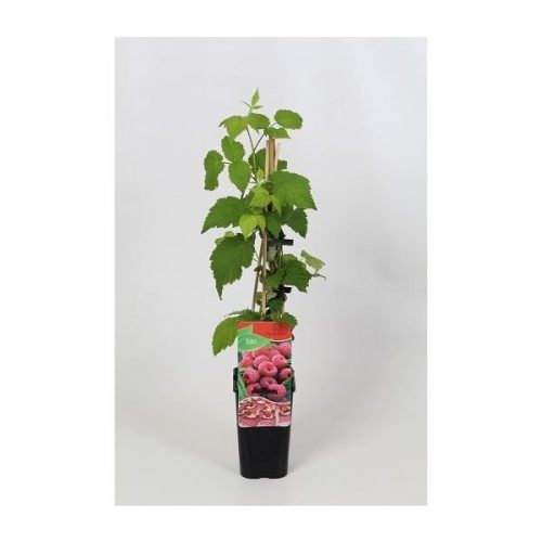 Rubus idaeus malling promise