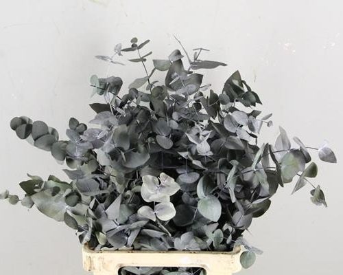 Preserved Leafs Euca Green Bs - Preserved Leafs Euca Green Bs