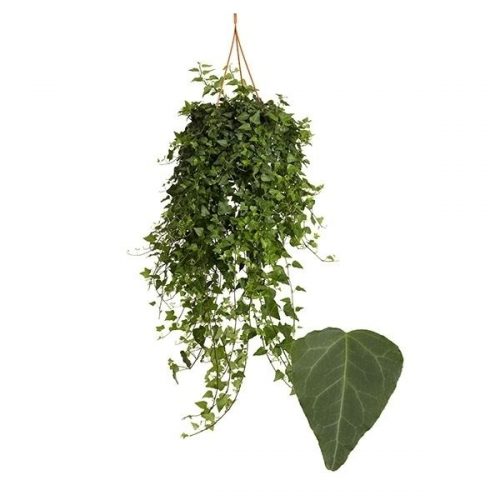 Hedera helix wilco