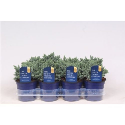 Juniperus squamata blue star