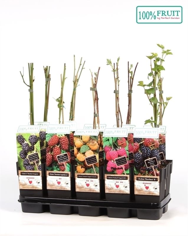 Rubus mix tray