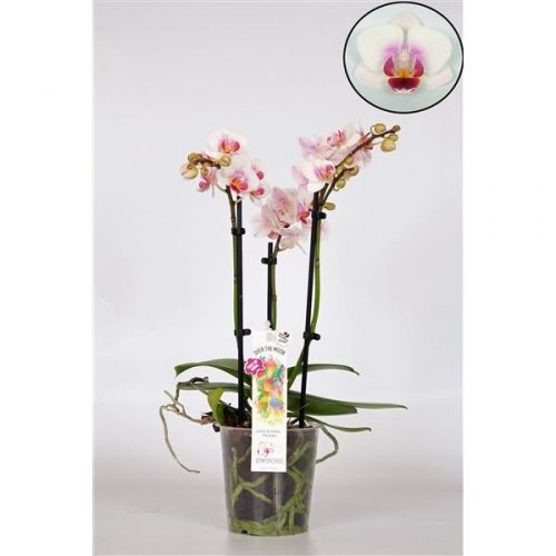 Phalaenopsis multiflora red lip