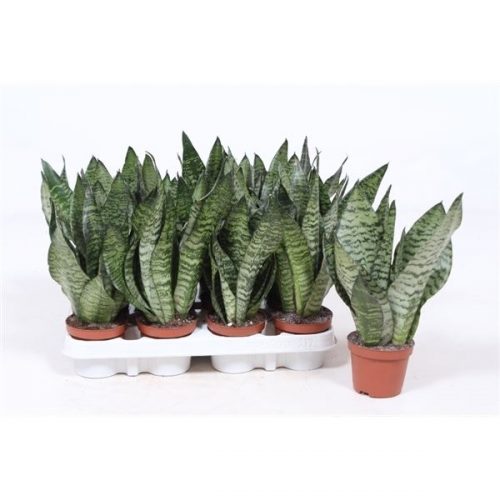 Sansevieria zeylanica compacta