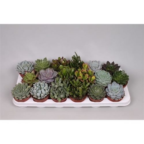 Succulenten