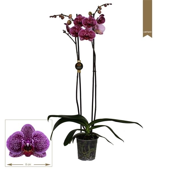 Phalaenopsis jaguar