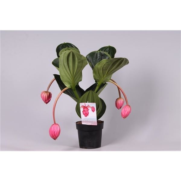 Medinilla magnifica flamenco 1 Medinilla magnifica flamenco