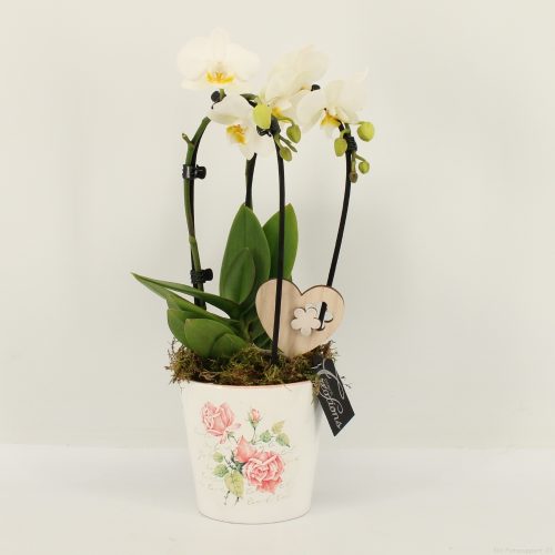 Phalrm-2018w romantic phalaenopsis	-	6	-	Adet