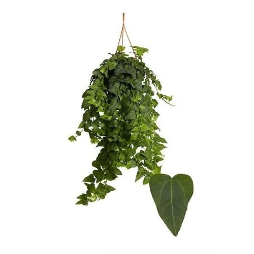 Hedera helix mein herz