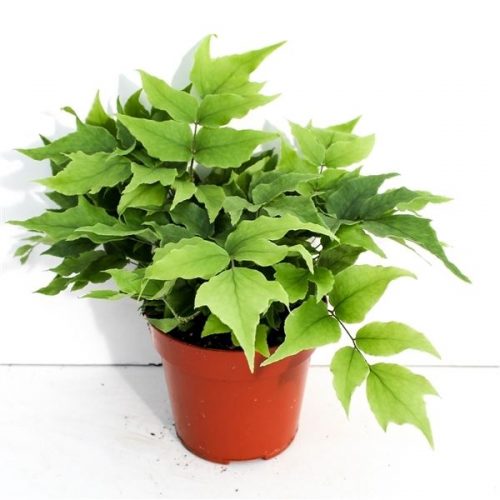 Cyrtomium fortunei clivicola