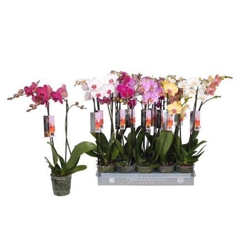 Phalaenopsis mix 7 kleuren