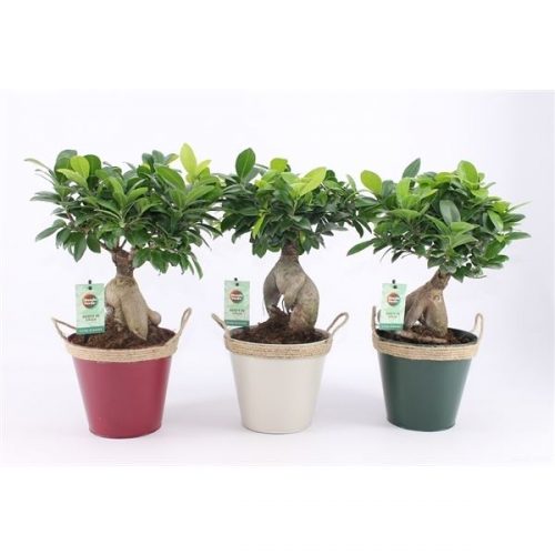 Ficus microcarpa ginseng