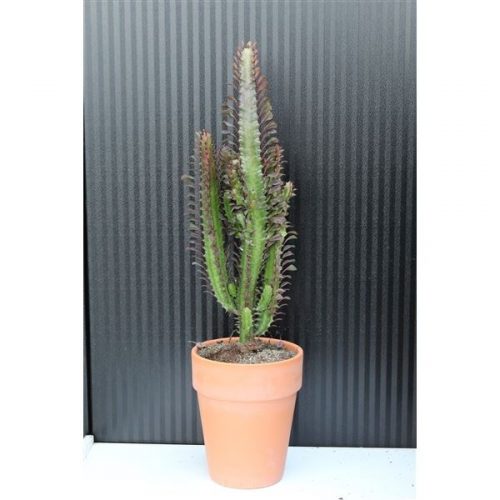 Euphorbia trigona rubra