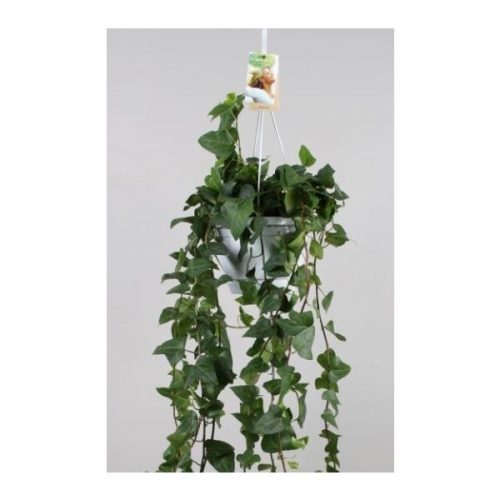 Hedera helix mein herz
