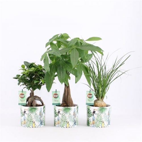 Kamerplanten jungle mix asia