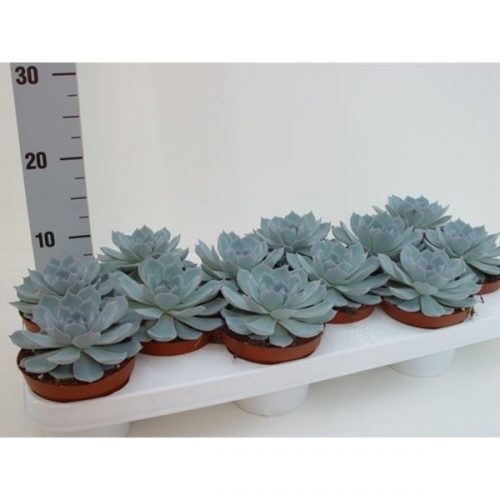 Echeveria colorata
