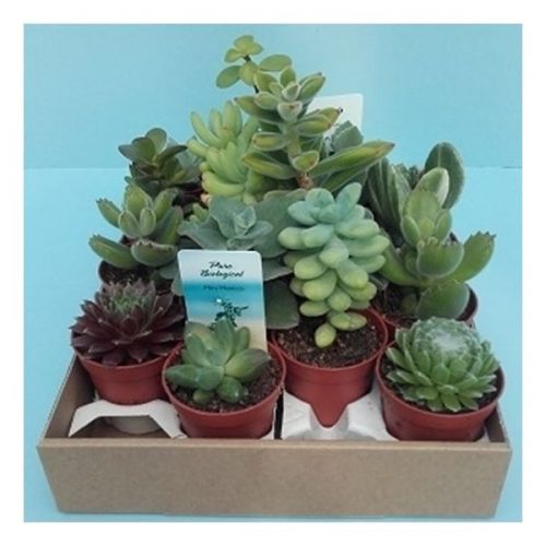 Succulenten mix 916-vetm