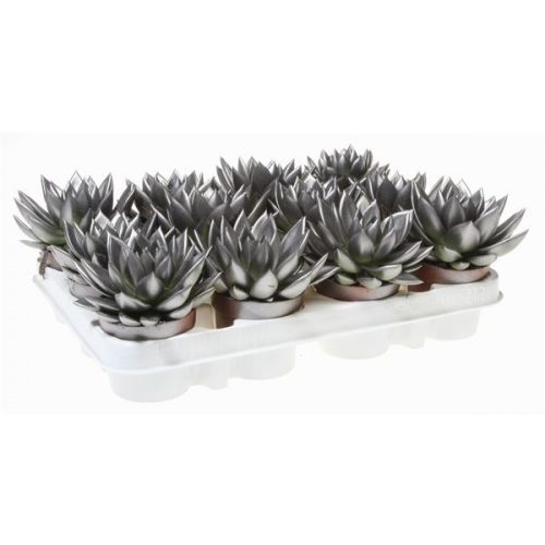 Echeveria miranda rainbow metallic old steel