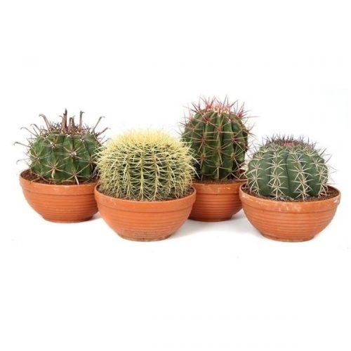 Cactus mix canarias can11