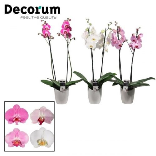 Phalaenopsis mix p2tdpm	 2 tak in miami wit keramiek	-	6	-	Adet