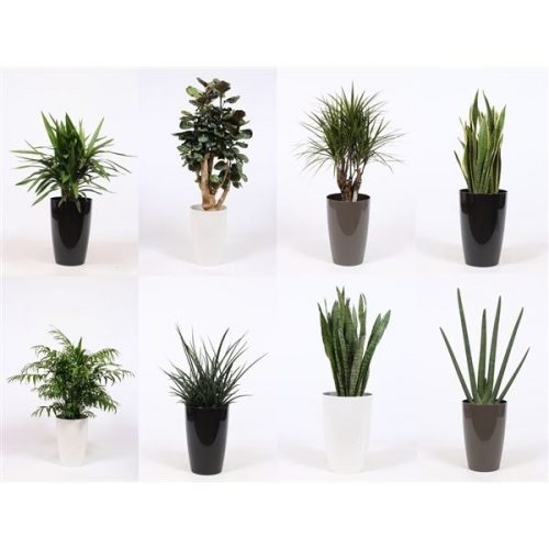 Kamerplanten mix