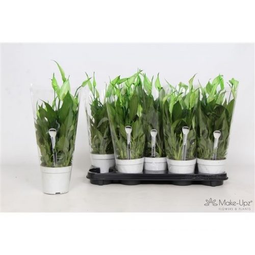 Spathiphyllum bellini