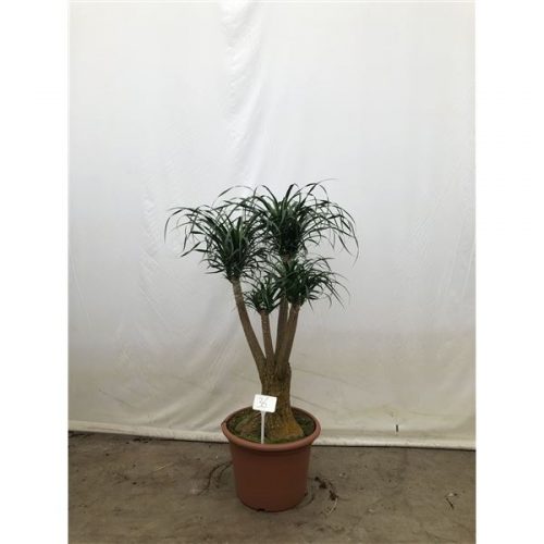 Beaucarnea recurvata vertakt nummer 36