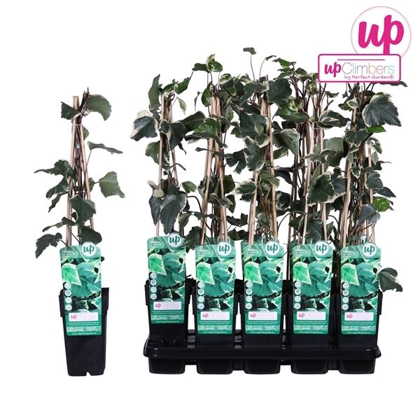 Hedera algeriensis gloire de maren 1 Hedera algeriensis gloire de maren