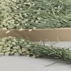Df phalaris bs - Df phalaris bs 3 Df phalaris bs - Df phalaris bs 2