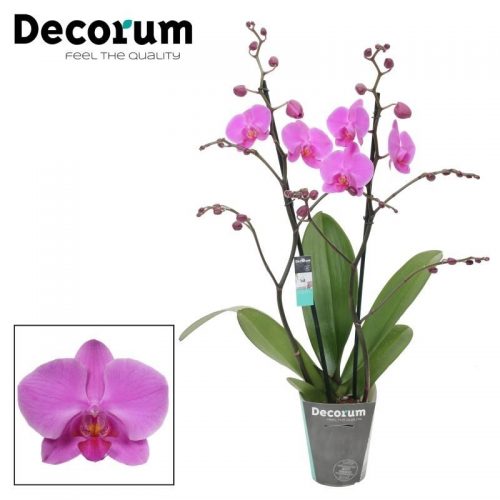 Phalaenopsis pasadena	phal. pasadena - 2 spike 12cm	-	4	-	Adet