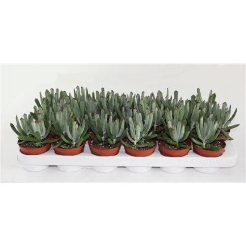 Cotyledon octopus