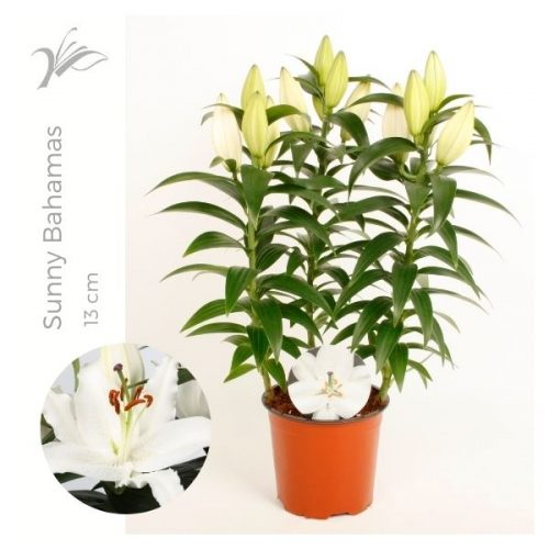 Lilium oriental sunny bahamas