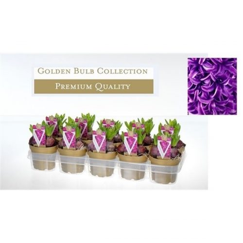 Hyacinthus orientalis purple sensation