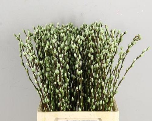 Salix Wilgenkatjes Pnt. Lime - Salix verf