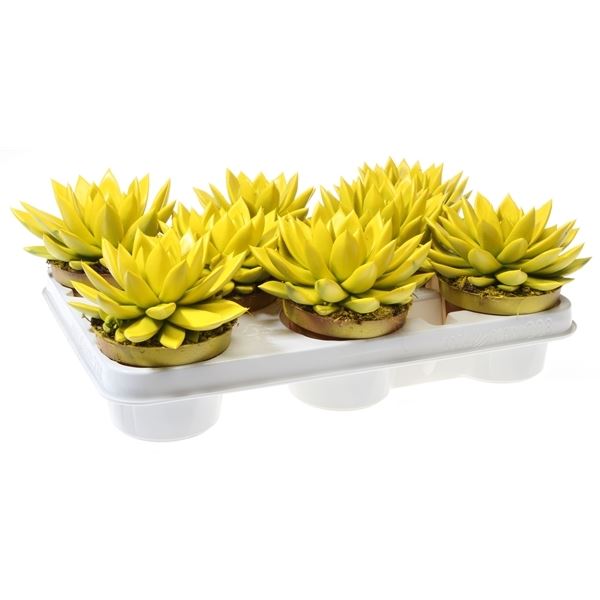 Echeveria miranda rainbow yellow