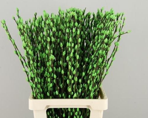 Salix Wilgenkatjes Pnt. Appleg - Salix verf