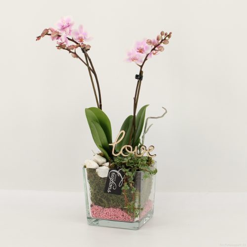 Phalrm-2016rz romantic phalaenopsis	-	6	-	Adet