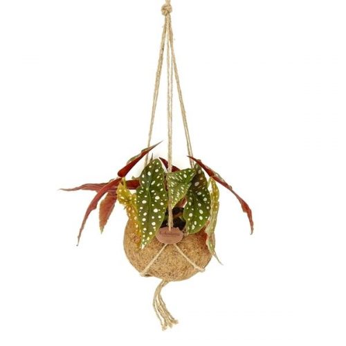 Kokodama begonia maculata kds17maculata