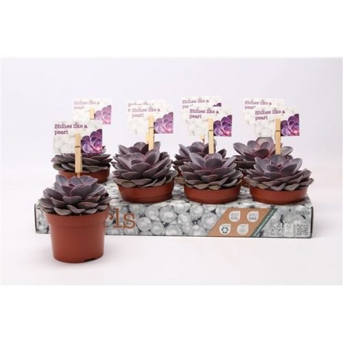 Echeveria purple pearl