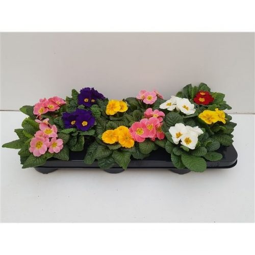 Primula acaulis mix