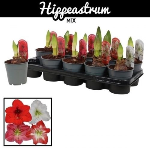 Hippeastrum mix standaard