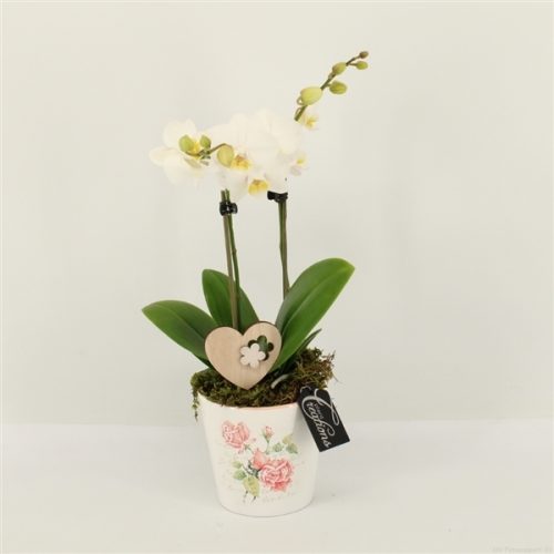 Phalrm-2010w romantic phalaenopsis	-	6	-	Adet