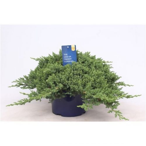 Juniperus procumbens nana