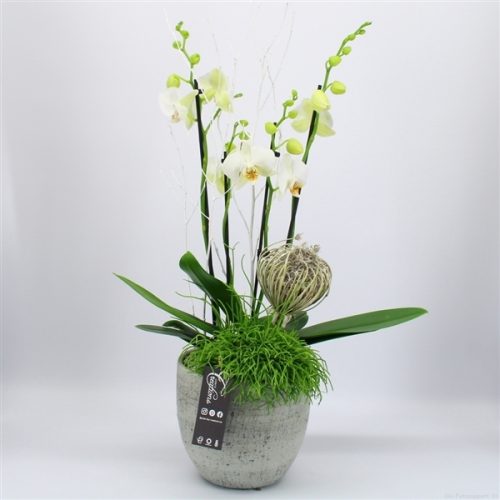Phal-2002w phalaenopsis creatie	-	3	-	Adet
