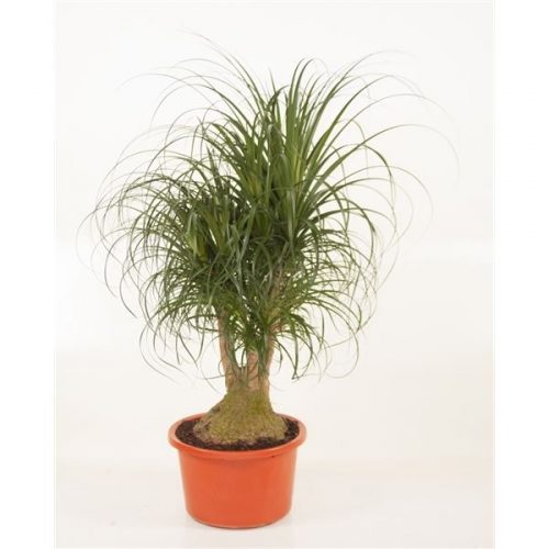 Beaucarnea recurvata