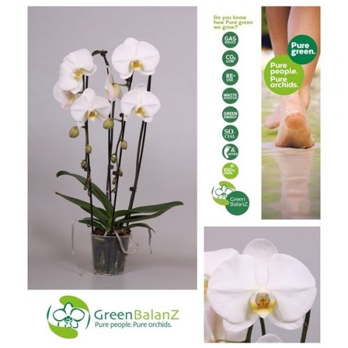Phalaenopsis elegant cascade shapez wit