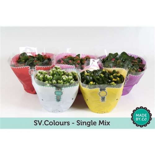 Kalanchoe mix