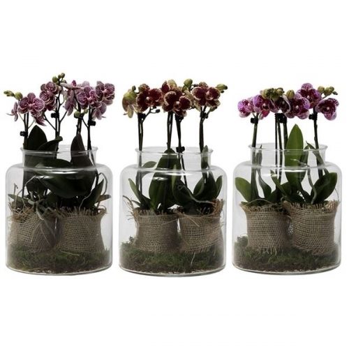 Phalaenopsis multiflora kolibri mix 14980ex